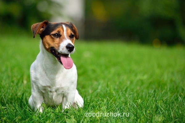 Мнения экспертов о собаках, едящих траву